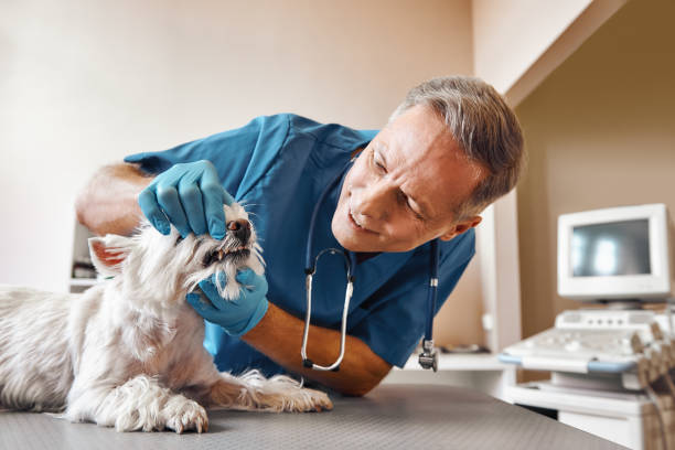 Best Emergency Treatment for Dental Infections or Abscesses in Troup, TX